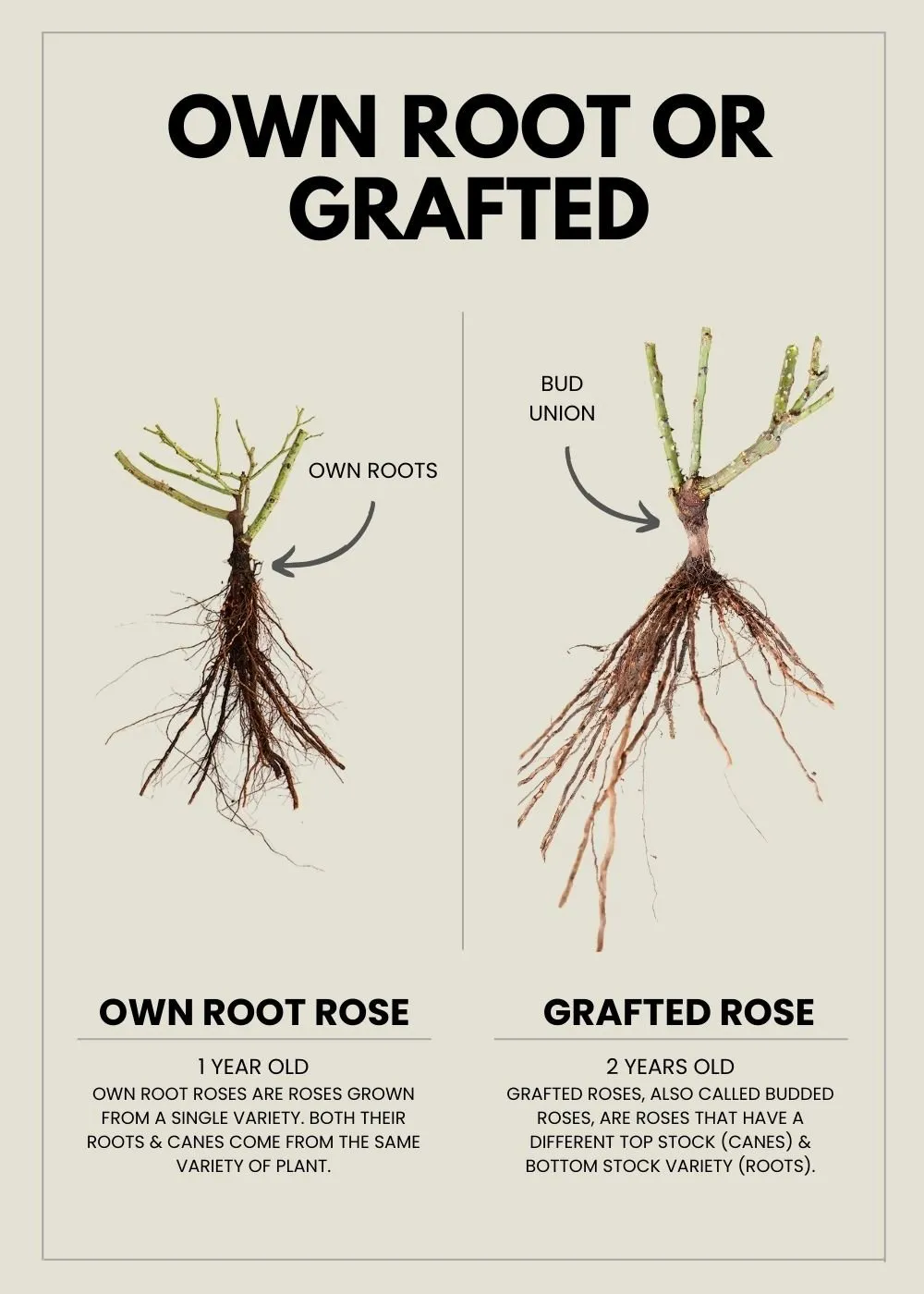 Belinda's Blush™ Rose Bare Root (Archived)