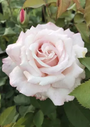 Belinda's Blush™ Rose Bare Root (Archived)