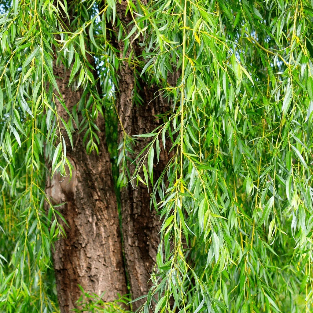 Botanical Blemish Stick