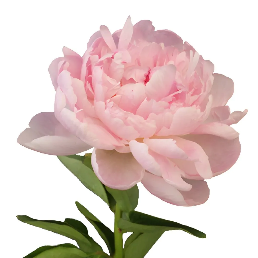 Light Pink Peonies for December Delivery