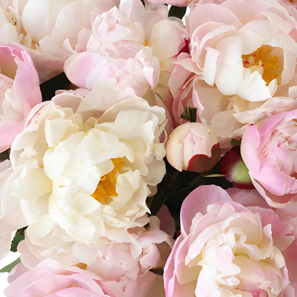 Light Pink Peonies for December Delivery