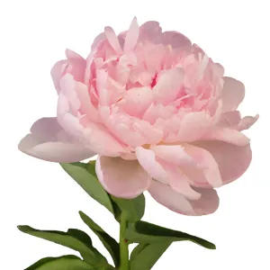 Light Pink Peonies for December Delivery