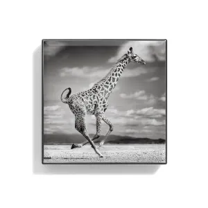 Luminescent Eye Shade Giraffe 2g