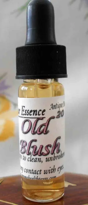 Old Blush Antique Rose Essence, Rosa chinesis