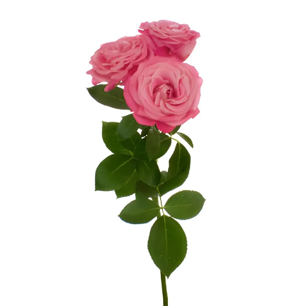 Prismatic Pink Spray Roses