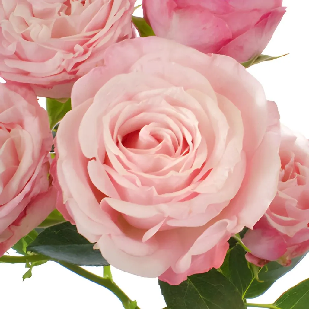 Prismatic Pink Spray Roses