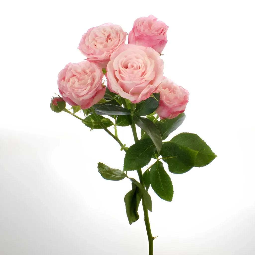 Prismatic Pink Spray Roses