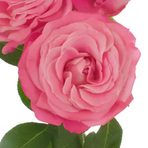 Prismatic Pink Spray Roses