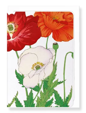 Three poppies (Pack of 8 cards)